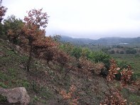 vittello-20100924 014